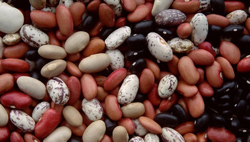 Pinto Beans Belong To A Family Of Numerous Dry Beans Pinto Beans Belong To A Family Of Numerous Dry Beans