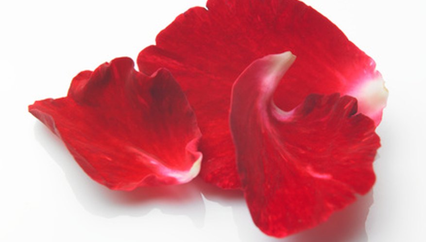 Flower petals Flower petals