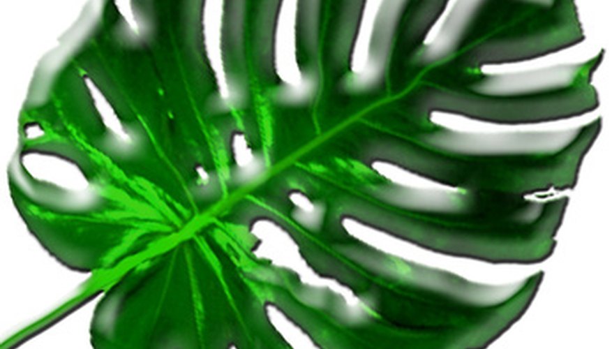 Monstera deliciosa has large splits in the leaves. Monstera deliciosa has large splits in the leaves.