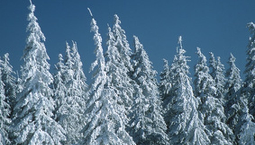Like these spruces, Black Hills spruce is an effective windbreak tree. Like these spruces, Black Hills spruce is an effective windbreak tree.