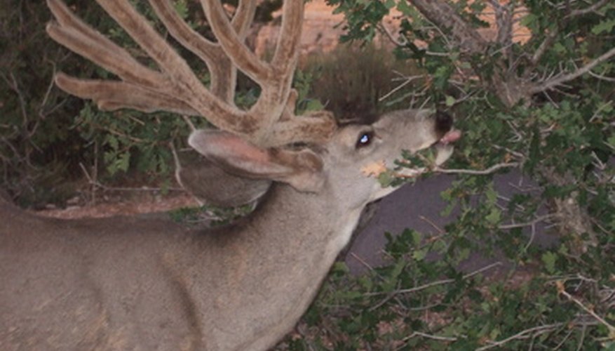 Lavender is not a deer favorite, for several reasons. Lavender is not a deer favorite, for several reasons.