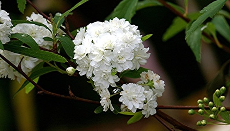 Shade-loving shrubs. Shade-loving shrubs.