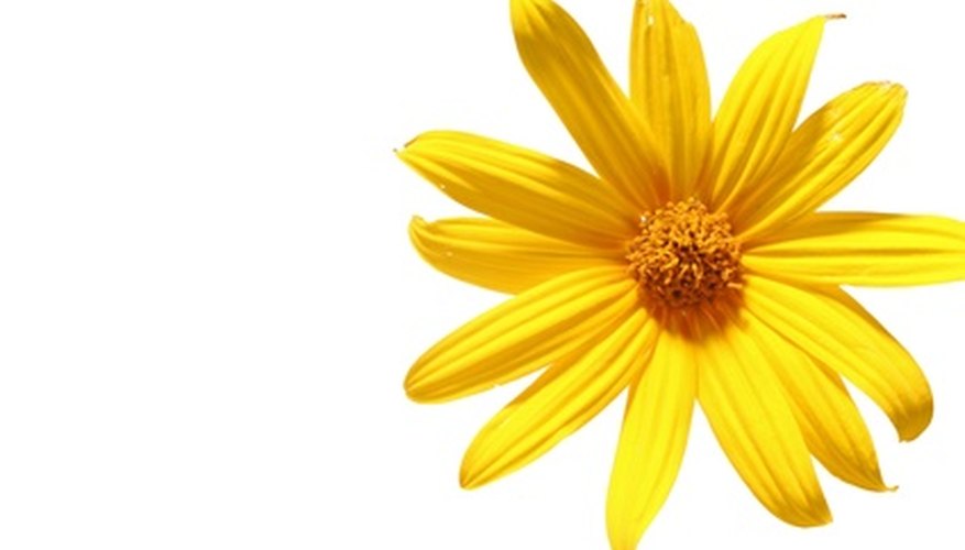 A member of the sunflower family, perennial Jerusalem artichokes brings height and cheer to the garden, as well edible tubers. A member of the sunflower family, perennial Jerusalem artichokes brings height and cheer to the garden, as well edible tubers.