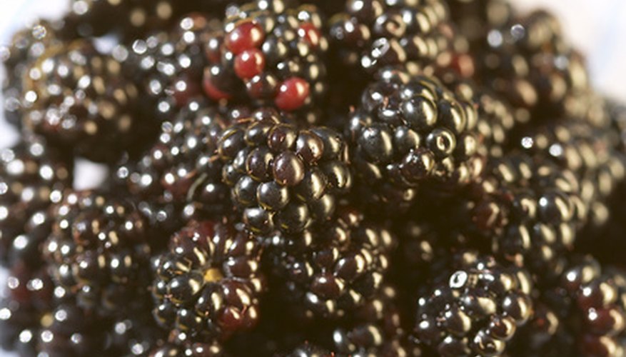 Well fertilized blackberries produce plump and delicious fruit Well fertilized blackberries produce plump and delicious fruit