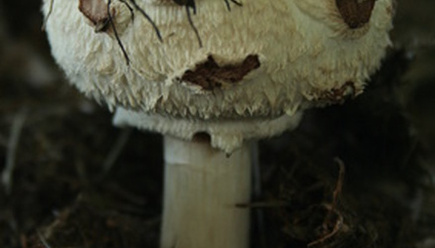 Mushrooms have threadlike Mushrooms have threadlike