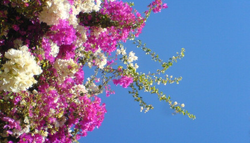 Purple and white bougainvillea Purple and white bougainvillea