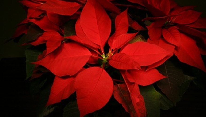 A poinsettia floral bracts are the same color as the plant's petals. A poinsettia floral bracts are the same color as the plant's petals.