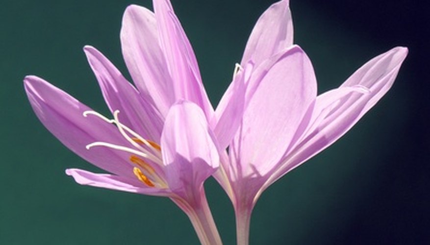 Tiny autumn crocus brightens tired August gardens. Tiny autumn crocus brightens tired August gardens.