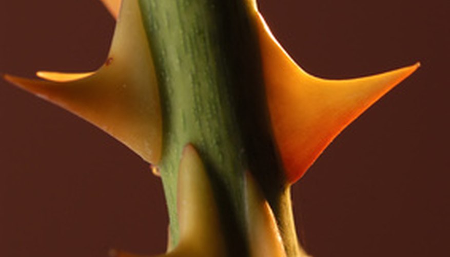Thorns are a plant's self-defense. Thorns are a plant's self-defense.