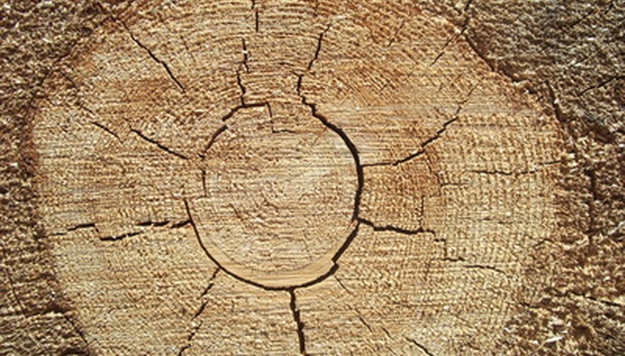 Cross section of a pine tree shows thousands of years of growth. Cross section of a pine tree shows thousands of years of growth.