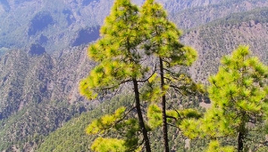 Pine trees are evergreen conifers. Pine trees are evergreen conifers.