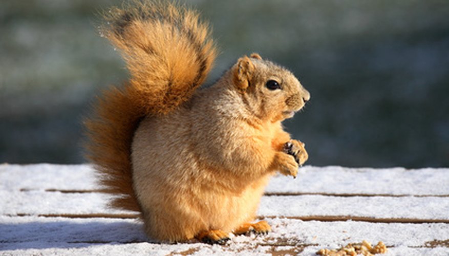 Squirrels thrive happily under black walnut trees but plants may not. Squirrels thrive happily under black walnut trees but plants may not.