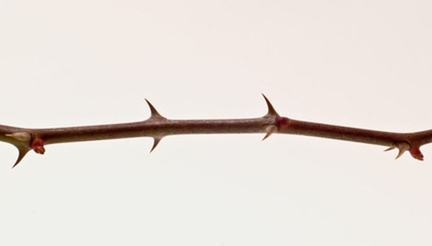 Thorns of blackberries are not as long as those of their cousin, the raspberry. Thorns of blackberries are not as long as those of their cousin, the raspberry.