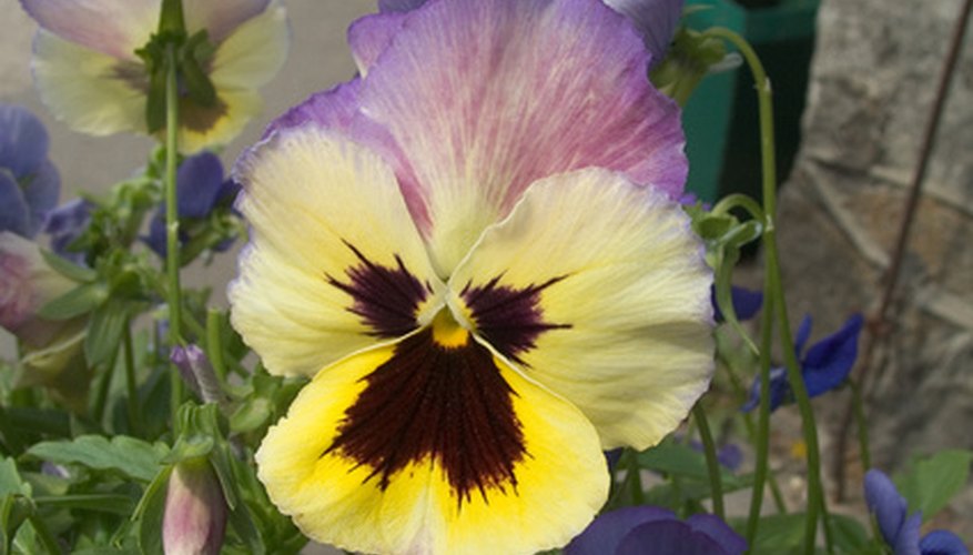 Press pansies from your garden to make a border around a shadow box. Press pansies from your garden to make a border around a shadow box.