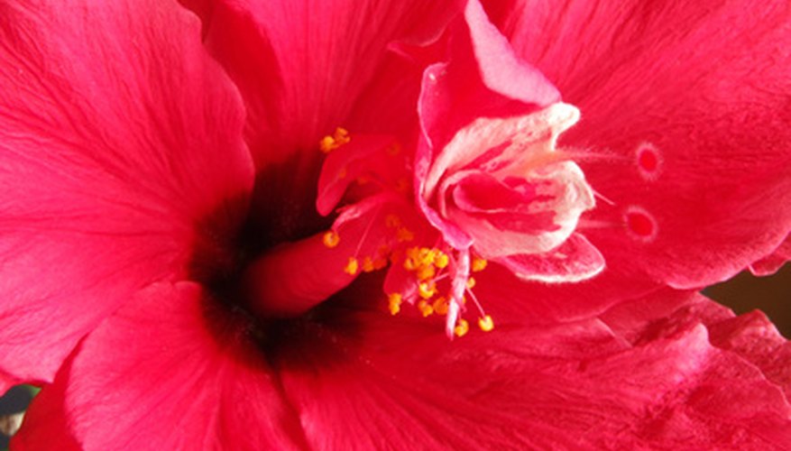 Chinese hibiscus can grow well in warmer parts of Texas. Chinese hibiscus can grow well in warmer parts of Texas.