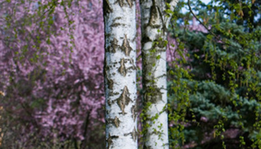 Beautiful birch trees Beautiful birch trees