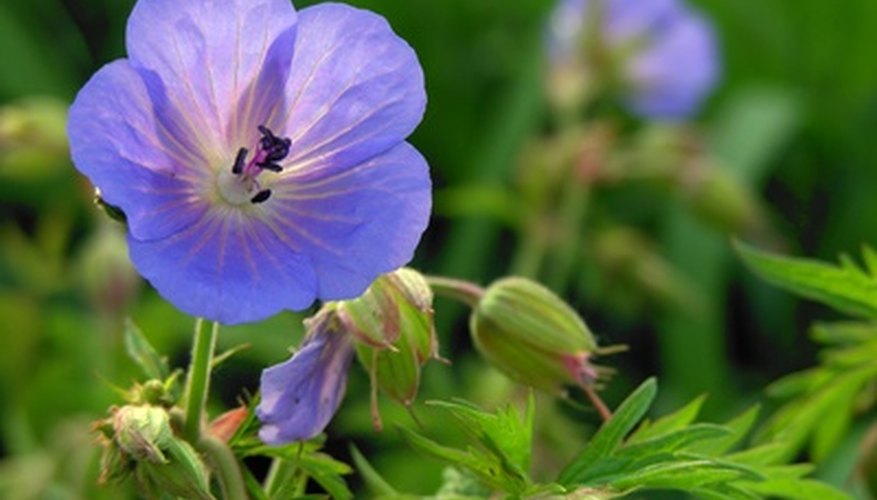 Cranesbill is a hardy geranium with intricate foliage. Cranesbill is a hardy geranium with intricate foliage.