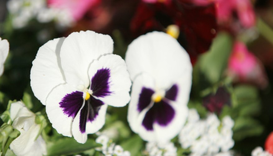 Violets are one type of perennial flower. Violets are one type of perennial flower.