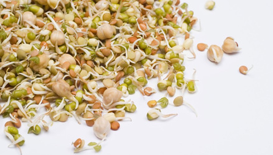 Sprouts have been grown and consumed by humans for thousands of years. Sprouts have been grown and consumed by humans for thousands of years.