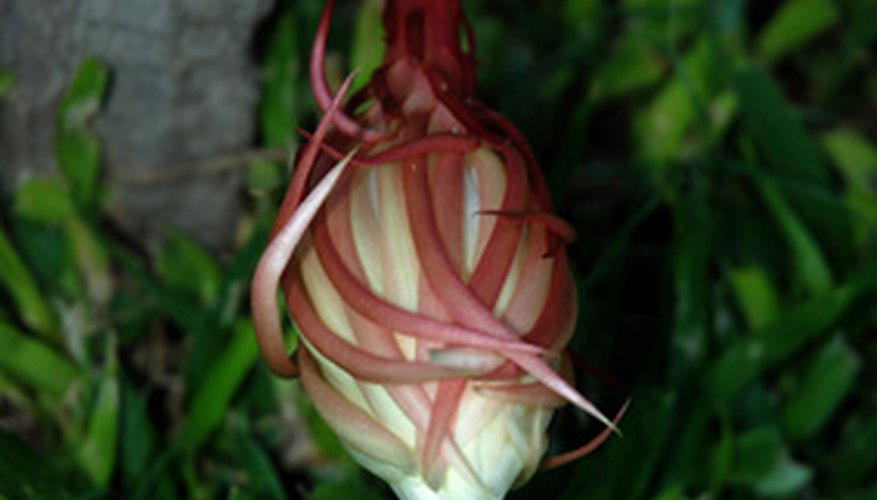 A flower bud of night blooming cereus ready to open. A flower bud of night blooming cereus ready to open.