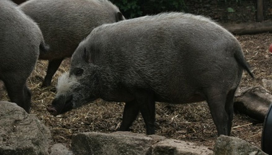 Wild hogs often travel in packs. Wild hogs often travel in packs.