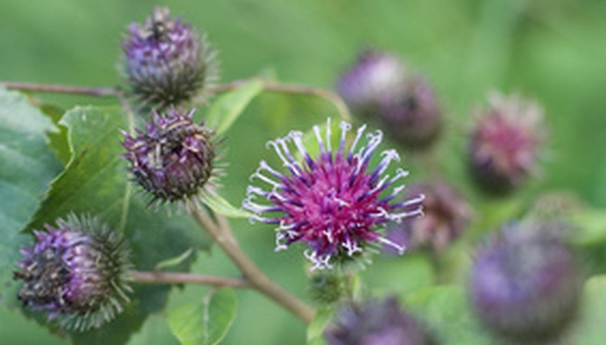 The roots and leaves of burdock, commonly found in the wild, can be eaten as a vegetable. The roots and leaves of burdock, commonly found in the wild, can be eaten as a vegetable.