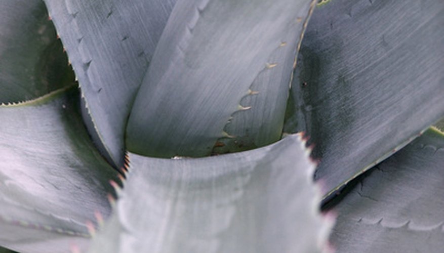 Closeup Of Agave Leaves Closeup Of Agave Leaves
