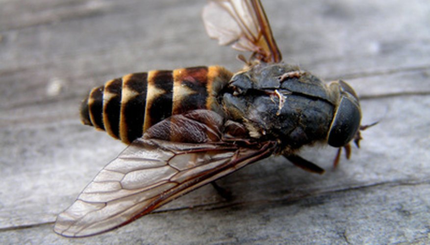 Kill flies on the farm, with homemade fly traps. Kill flies on the farm, with homemade fly traps.