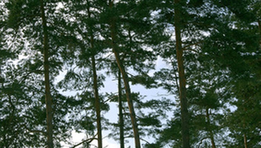 Pine trees growing together Pine trees growing together