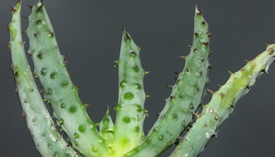 How To Treat An Aloe Vera Plant That Turned Yellow Garden Guides