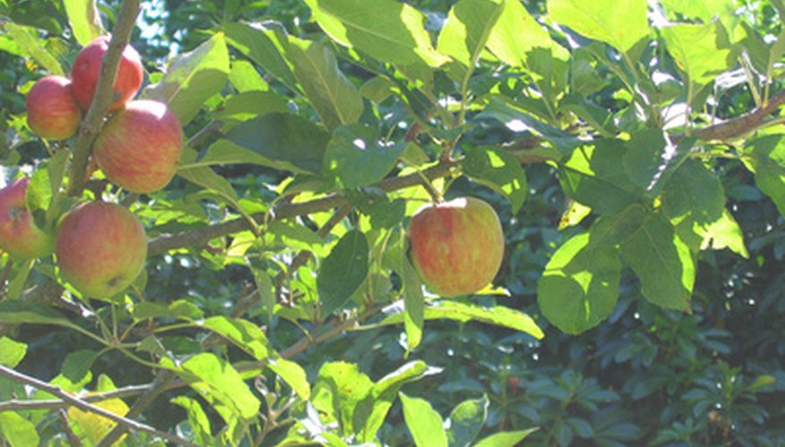 Washington's apple orchards provide 60 percent of all fresh eating apples in the United States. Washington's apple orchards provide 60 percent of all fresh eating apples in the United States.