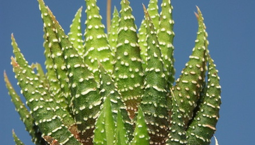 Tiny in size, the succulent Haworthia is like a baby aloe in appearance but not closely related botanically. Tiny in size, the succulent Haworthia is like a baby aloe in appearance but not closely related botanically.
