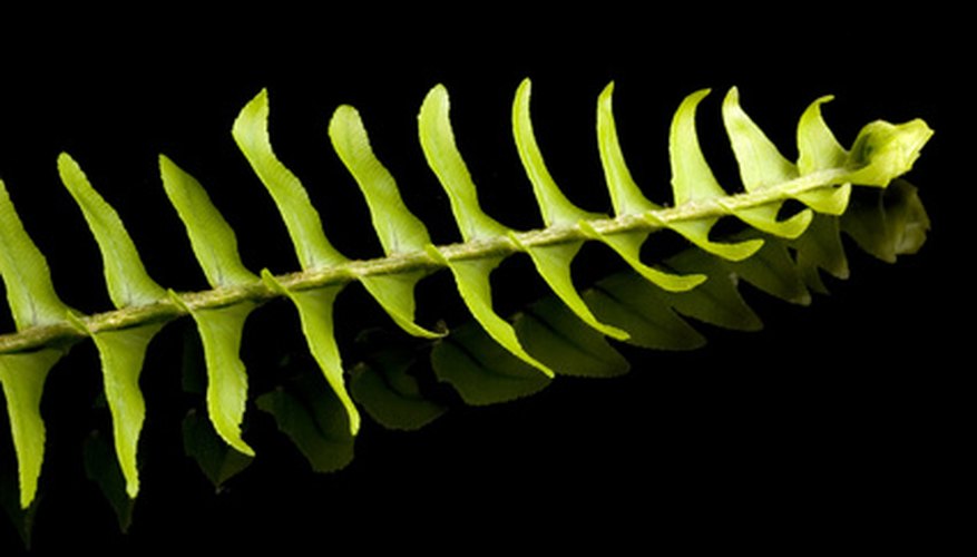 A Boston fern's leaves have a feathery appearance. A Boston fern's leaves have a feathery appearance.