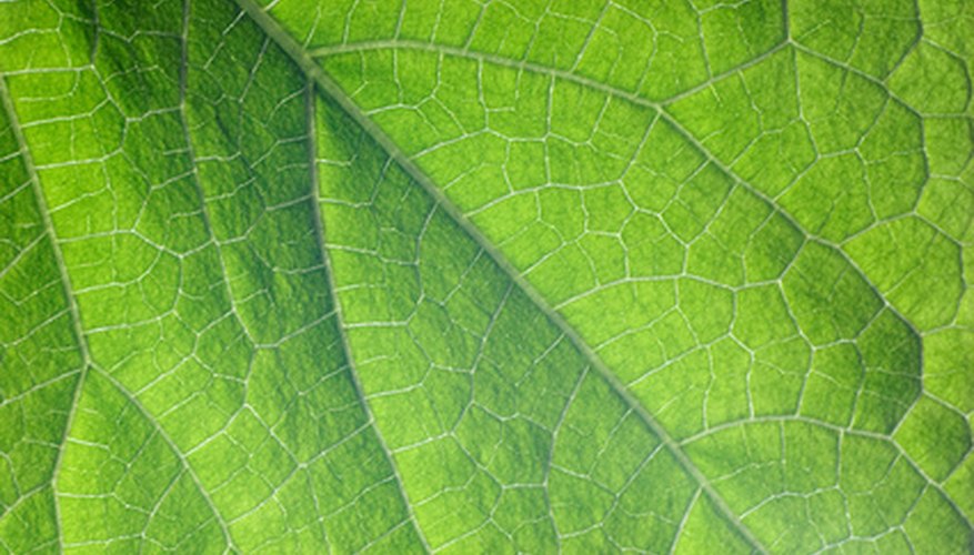 Choose healthy plants with no holes or browning on leaves Choose healthy plants with no holes or browning on leaves