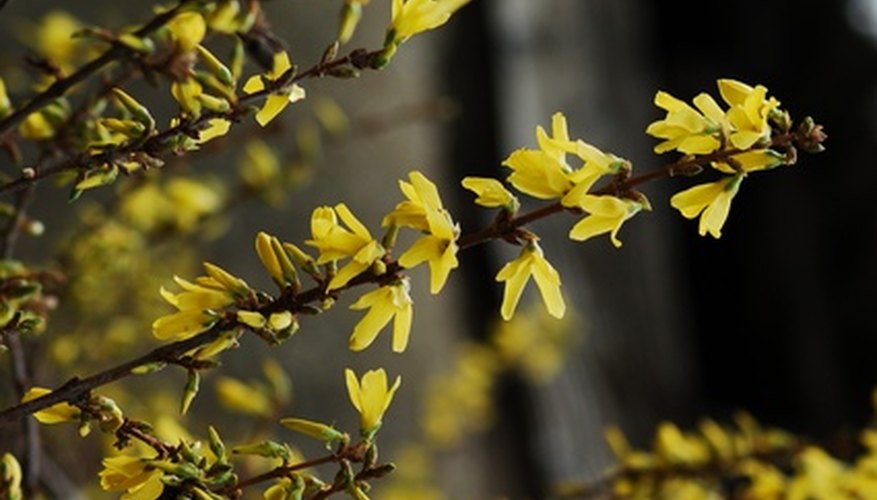 Forsythia in bloom. Forsythia in bloom.