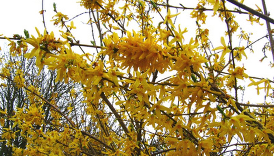 Forsythia blooms in early spring on new growth. Forsythia blooms in early spring on new growth.