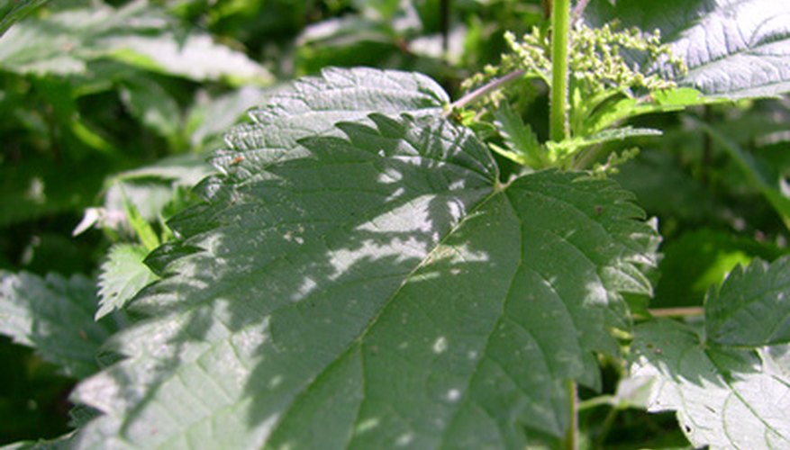 Burning nettle leaves Burning nettle leaves