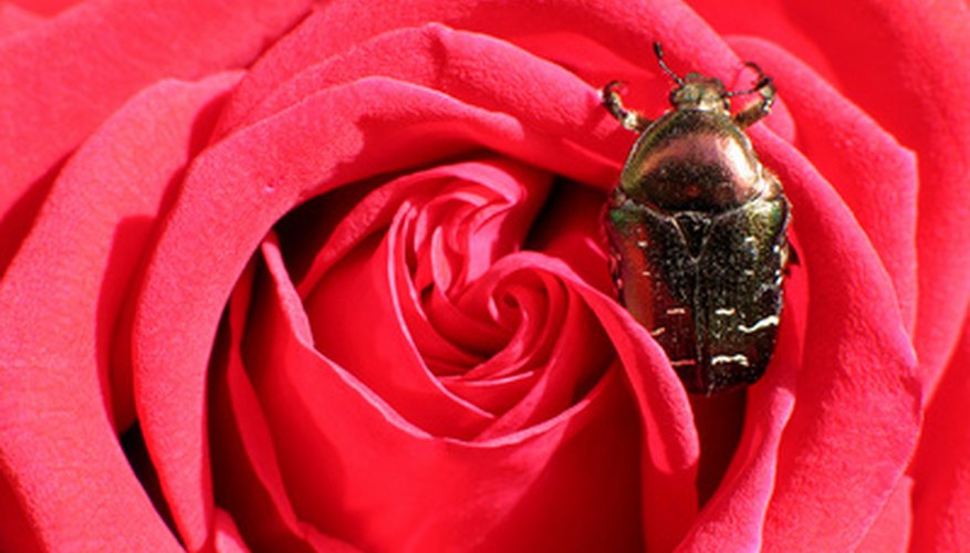 Insects can severely damage roses. Insects can severely damage roses.