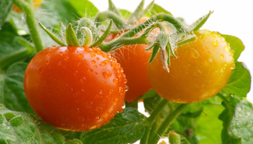 Be aware of diseases that can reduce your tomato yield. Be aware of diseases that can reduce your tomato yield.