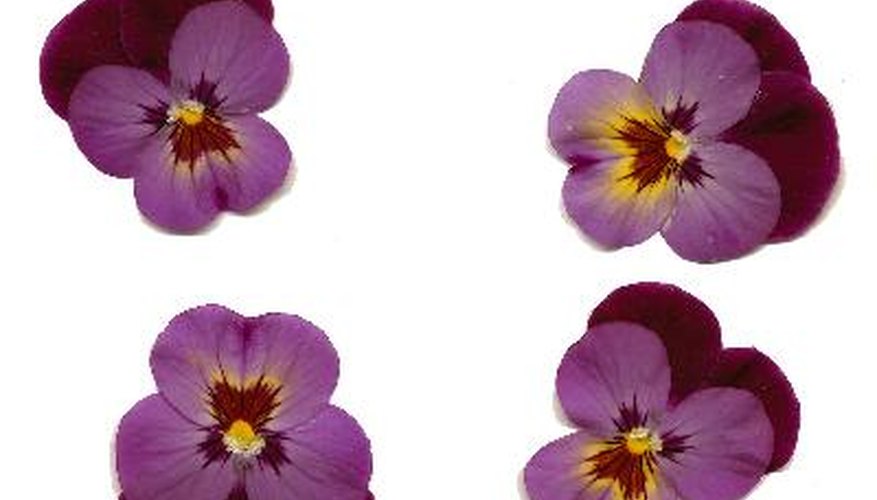 Flat-faced pansies are pressed flower favourites. Flat-faced pansies are pressed flower favourites.