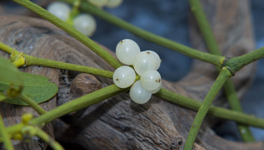 Mistletoe berries are highly toxic. Mistletoe berries are highly toxic.