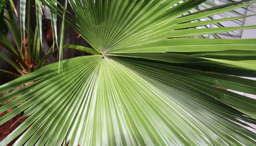 Sago palm diseases spread quickly between plants. Sago palm diseases spread quickly between plants.