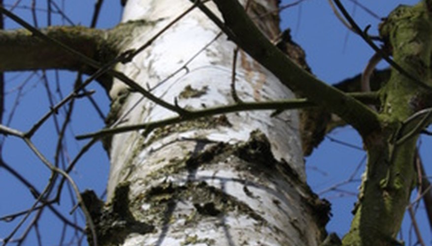 Uses For The Paper Birch Tree Garden Guides
