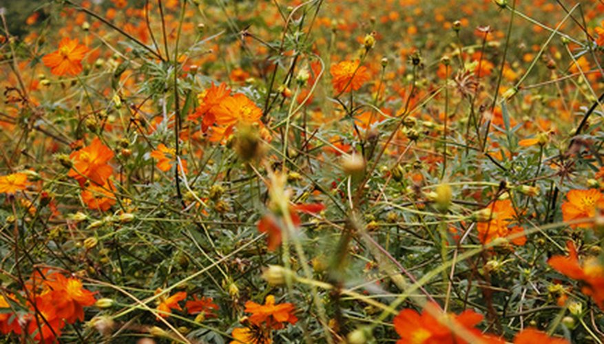 A wild tangle of orange cosmos. A wild tangle of orange cosmos.