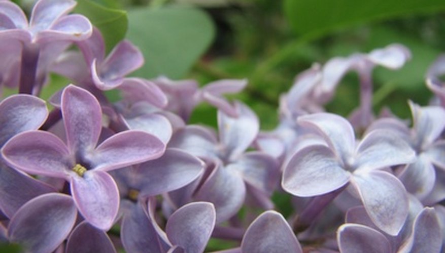 Lilac flowers thrive in alkaline soil. Lilac flowers thrive in alkaline soil.