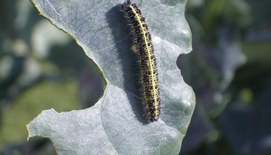 Identify and treat insect problems as soon as possible for the best results. Identify and treat insect problems as soon as possible for the best results.