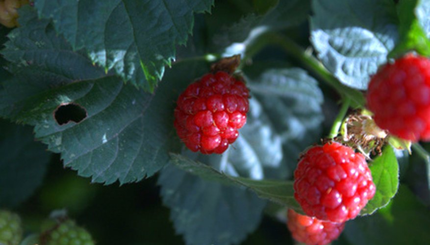 Wild raspberries are virtually identical to their garden-dwelling cousins. Wild raspberries are virtually identical to their garden-dwelling cousins.