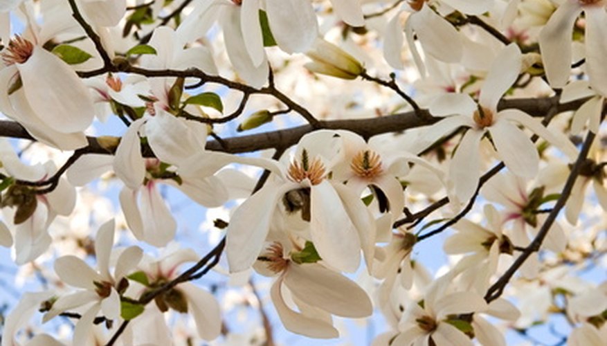 Magnolia trees have top rooting systems. Magnolia trees have top rooting systems.