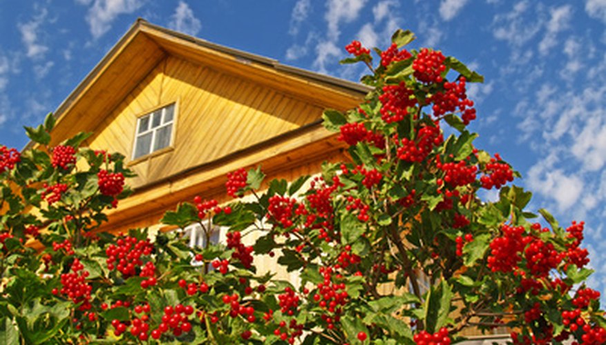 A virburnum shuib with a full complement of red berries. A virburnum shuib with a full complement of red berries.