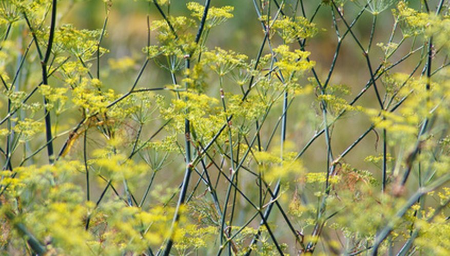 Grow colorful fennel in your backyard. Grow colorful fennel in your backyard.
